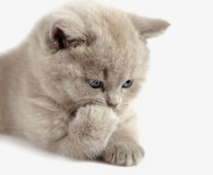 Cat sweet 