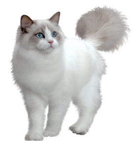 Cat sweet 