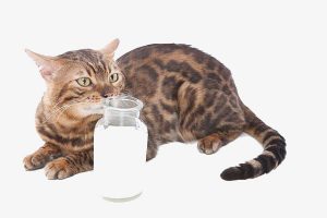 Cat sweet 