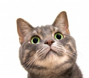 Cat sweet 