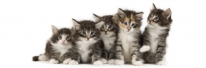 Cat sweet 