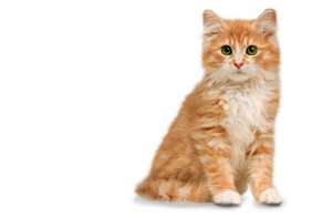 Cat sweet PNG