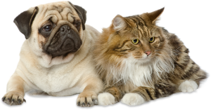 Dog Cat sweet