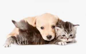 Dog Cat sweet