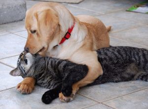 Dog Cat sweet