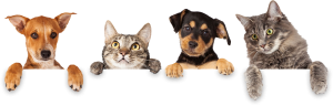 Dog Cat sweet