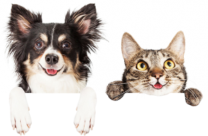 Dog Cat sweet