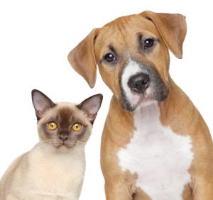 Dog Cat sweet