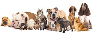 Dog Cat sweet