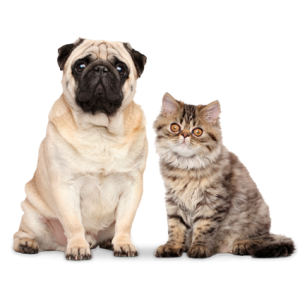 Dog Cat sweet