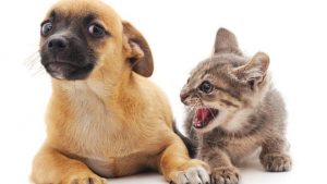 Dog Cat sweet