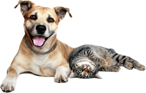 Dog Cat sweet