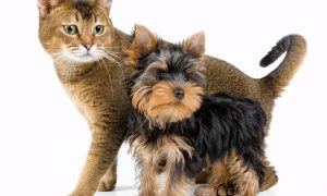 Dog Cat sweet