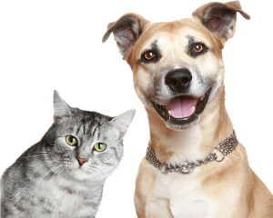 Dog Cat sweet