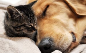 Dog Cat sweet