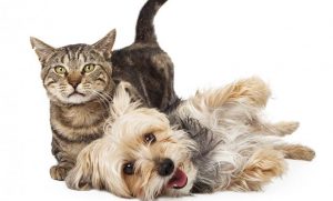 Dog Cat sweet