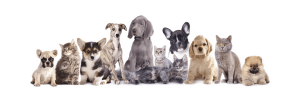 Dog Cat sweet