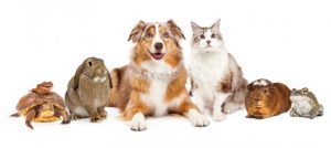 Dog Cat sweet