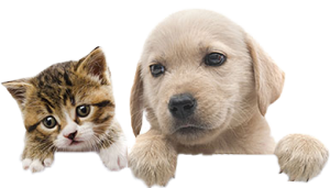 Dog Cat sweet