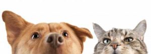Dog Cat sweet