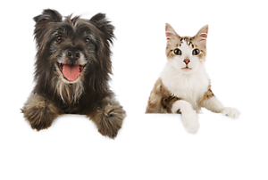 Dog Cat sweet