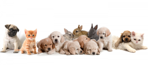 Dog Cat sweet