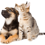 Dog Cat sweet