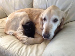 Dog Cat sweet