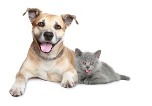 Dog Cat sweet