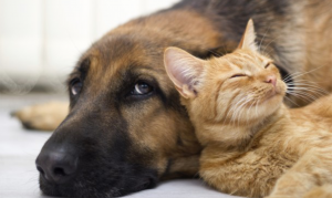 Dog Cat sweet