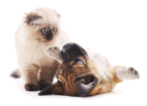 Dog Cat sweet