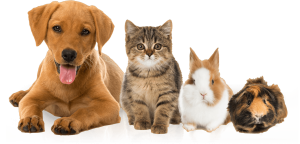 Dog Cat sweet