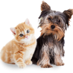 Dog Cat sweet
