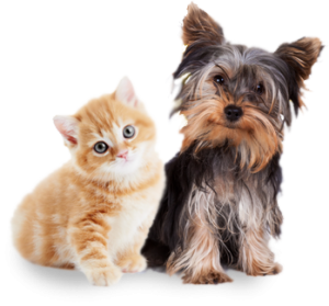 Dog Cat sweet