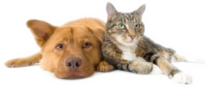 Dog Cat sweet