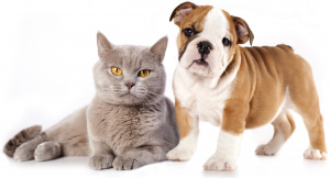 Dog Cat sweet
