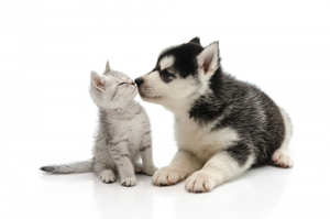 Dog Cat sweet