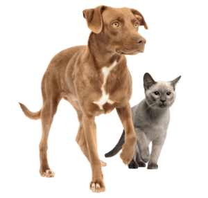 Dog Cat sweet