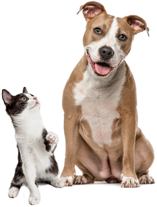 Dog Cat sweet