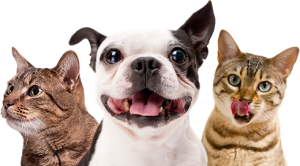 Dog Cat sweet