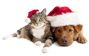 Dog Cat sweet