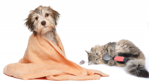 Dog Cat sweet