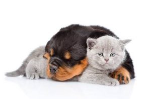 Dog Cat sweet