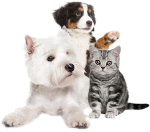 Dog Cat sweet