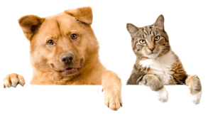 Dog Cat sweet
