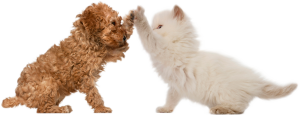 Dog Cat sweet
