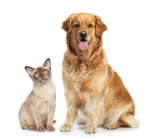 Dog Cat sweet