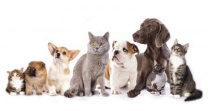 Dog Cat sweet