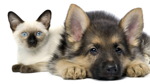 Dog Cat sweet