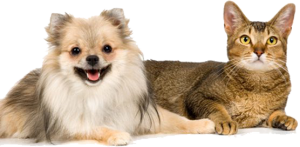 Dog Cat sweet